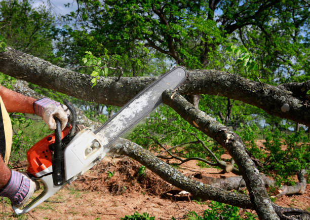 Dead Tree Removal in Andrews, SC